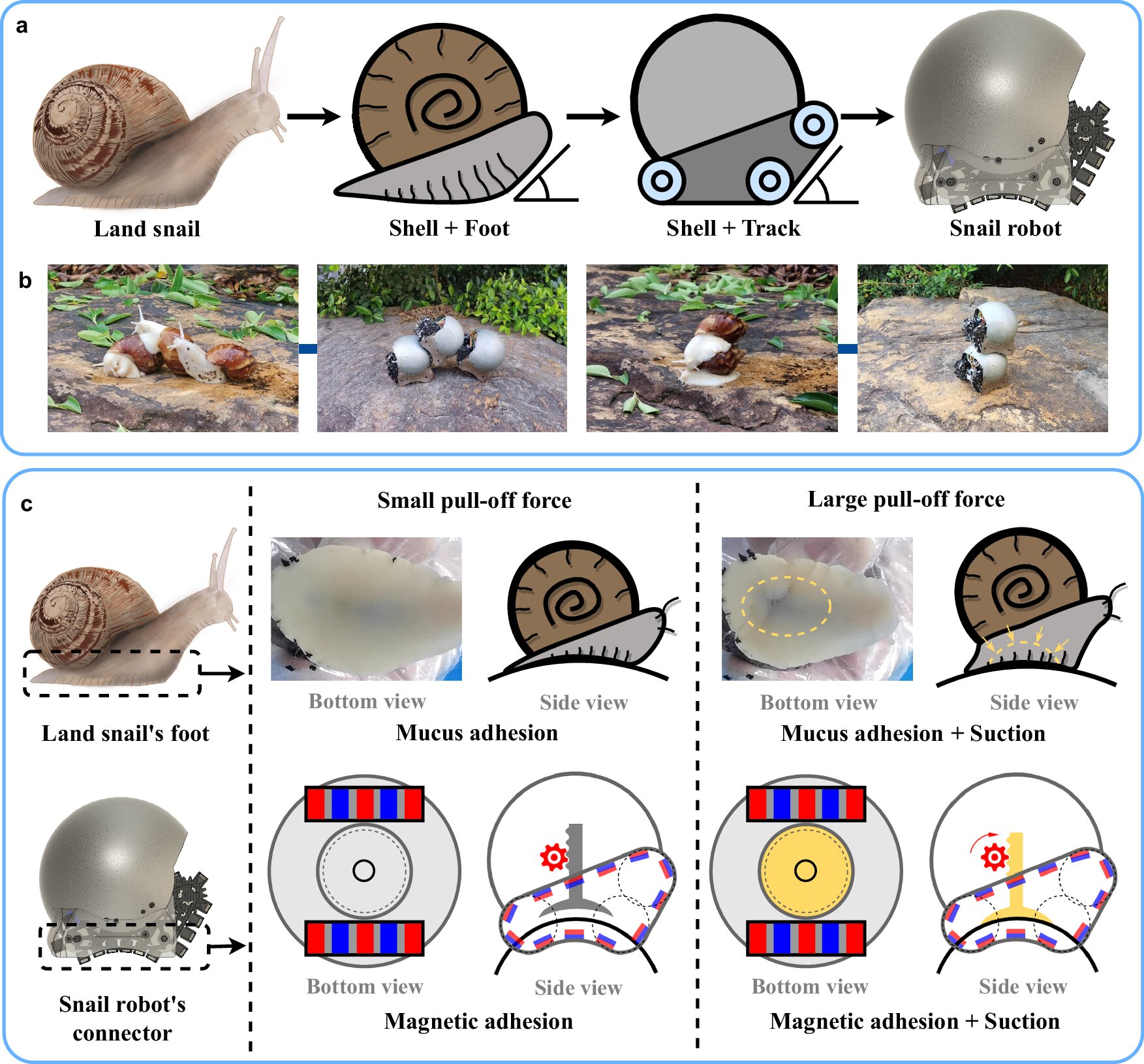 scientists create robo